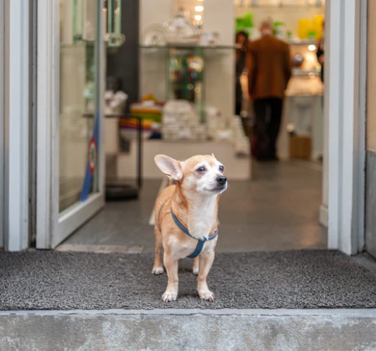 Unverzichtbare Frühlingsreiseprodukte für Ihren Hund